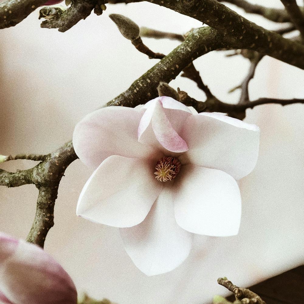 cherry blossom and plum fondants